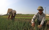 Nông dân Hà Nội phơi mình trong nắng lửa 
